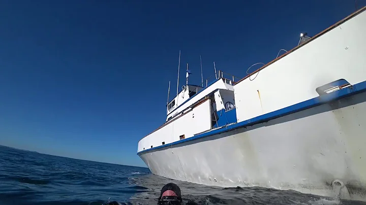 Great White Shark when diving!