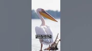 Tactile graphics for the blind