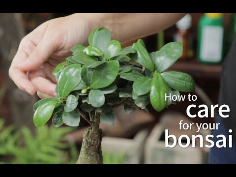 Bonsai Basics: How to care for your