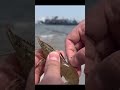 Live Bait Essential: The Universal Shrimp Hook#fishinglife #ShrimpHook #LiveBaitFishing