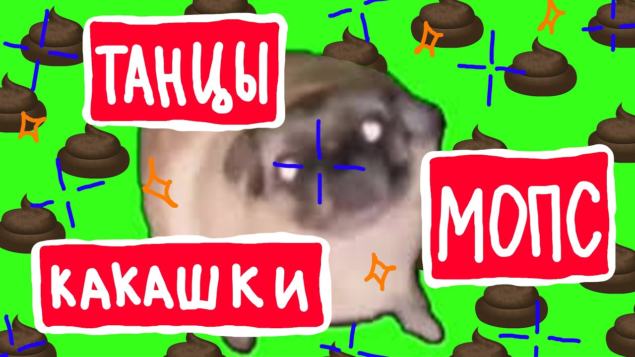 ШАЛОВЛИВЫЙ МОПС ЛАЕТ НА КАКАШКУ И ПУСКАЕТСЯ В ПЛЯС ПОД ОЗОРНУЮ ПЕСНЮ ...