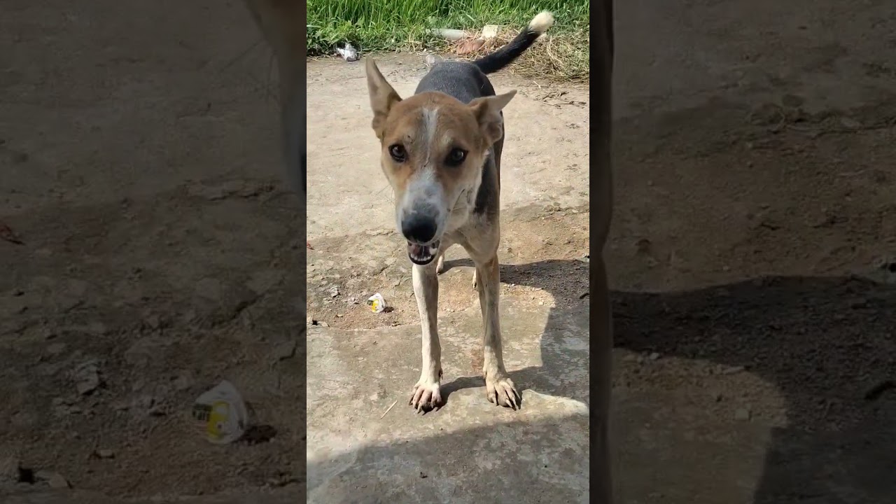 th bijali chahie 2 din ke bad Kat lena#comedy 2 din ke bad wapas kar# denge kutte ki comedy video🐕