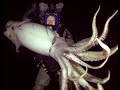 Mexique  pche aux calamars gants 