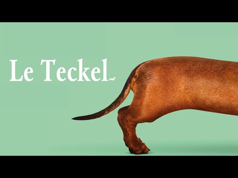 Le Teckel