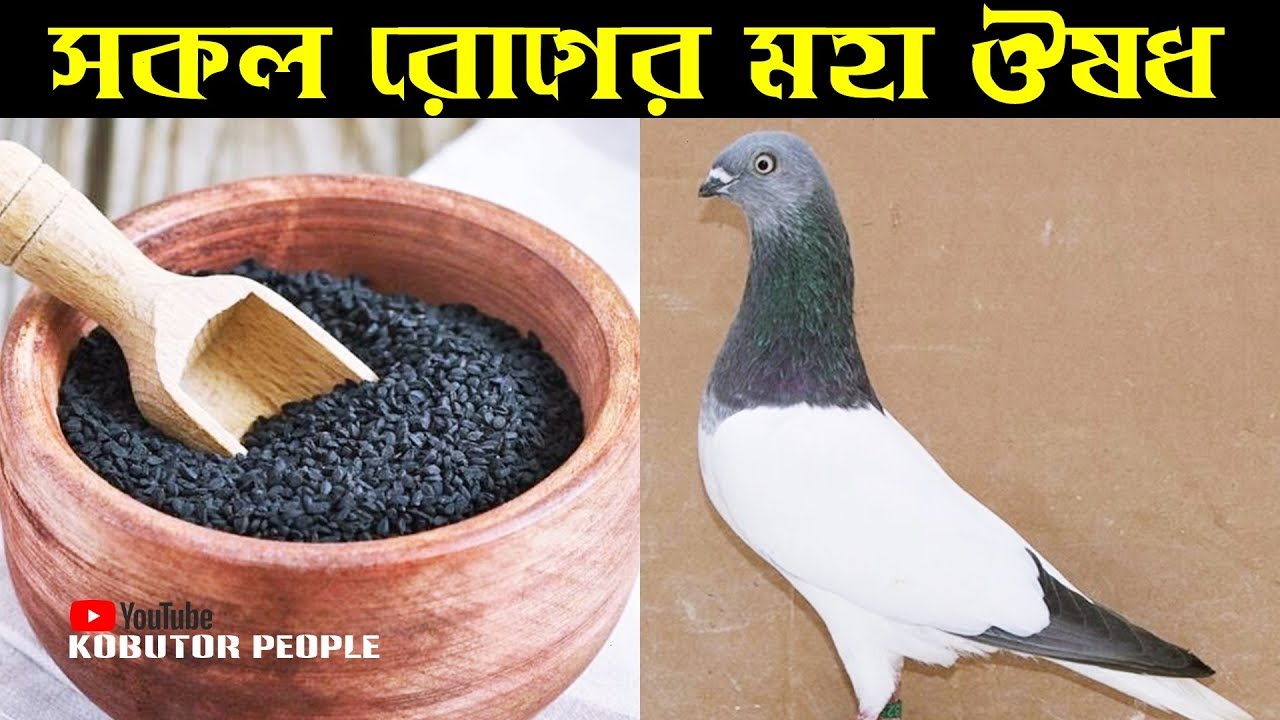 কবুতর এর সকল রোগ প্রতিরোধে মহা ঔষধ কালোজিরা | মাসিক কোর্সে কালোজিরা | Kobutor Palon | Pigeon Tips