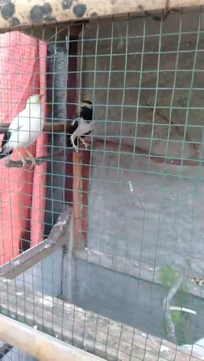 Menjodohkan burung jalak secara koloni