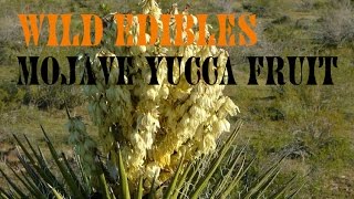 Wild Edible Plants: Mojave Yucca Fruits