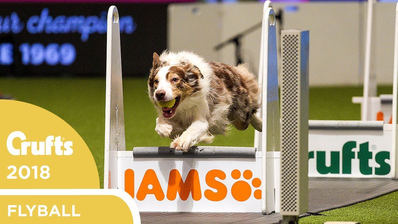 crufts 2019 flyball