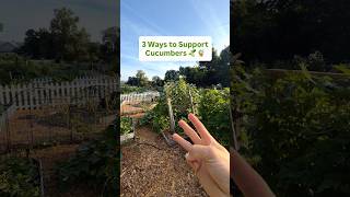 3 ways to support cucumbers #Gardening #GrowYourOwnFood #Veggies #Cucumbers #Trellis 