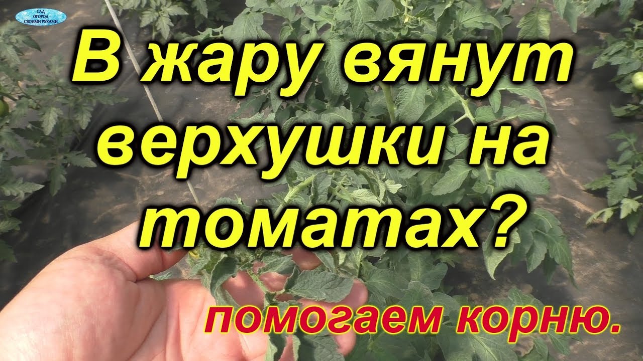 Томаты. Вянут в жару верхушки-как это исправить.