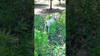 Goats in Bonnie Wenk Park!