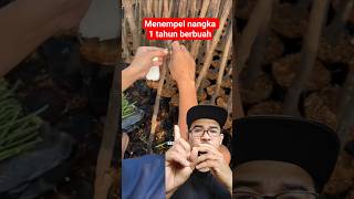 ini adalah proses penempelan nangka unggul #farming #pertanian