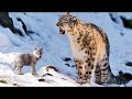 Un leopardo de las nieves salva a un lobezno. Cuando creció...