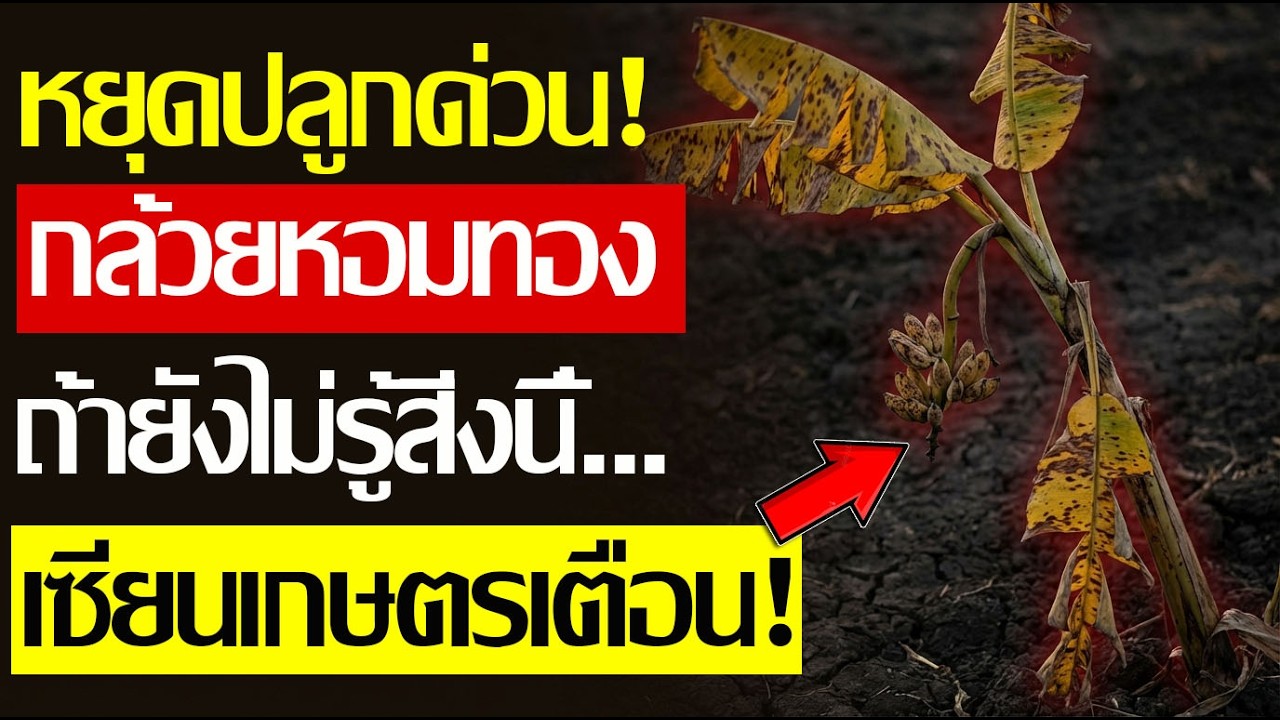 เผยสูตรลับ! ใส่ปุ๋ยกล้วยหอมทองผิดชีวิตเปลี่ยน ต้นใหญ่ เครือแน่น ลูกโตทะลุพิกัด