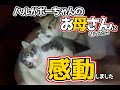 【畑に捨てられた子猫】Vol 04＃子猫の母になった保護猫ハル＃子猫＃猫＃cat