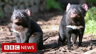 Tasmanian devils born on Australian mainland after 3,000 years - BBC News