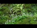 Nature sounds  relaxing classical musicsound of birds singingjohnnie lawsonrelaxation