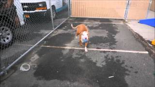 Max - A1066503 - Brooklyn Acc