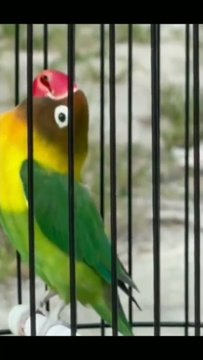 lovebird jantan konslet mangap