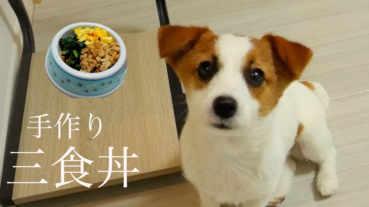 【手作りご飯】子犬と食べる今夜のメニューは三食丼/ジャックラッセルテリア/puppy YouTube