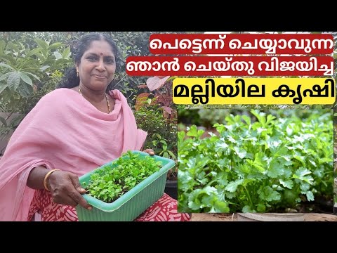 മല്ലിയില എങ്ങനെ വളർത്താം | Fast method of coriander planting | Malli krishi | Malayalam