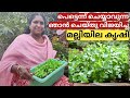 Fast method of coriander planting | Malli krishi | Malayalam