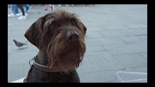 Year of the Dog | Official trailer