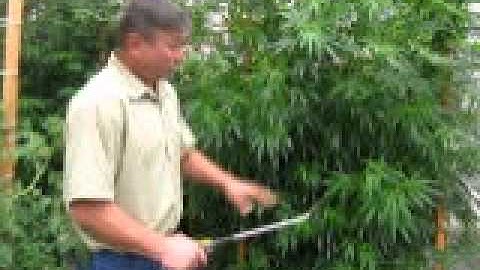 Foliar Feeding with Worm Casting Tea Part 1