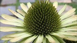 第一フラワー 花 のある暮らしでココロ豊かに Youtube 第一フラワー 花 のある暮らしでココロ豊かに Youtube