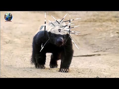 [สารคดี] ฮันนีแบดเจอร์ สัตว์ที่ดูร้ายห้าวที่สุด ในโลก (honey badger) 