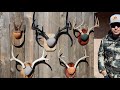 THE FAST EASY AND CHEAP WAY TO MOUNT ANTLERS