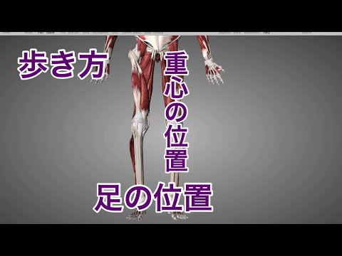 解剖学考察：歩行、足の重心の位置