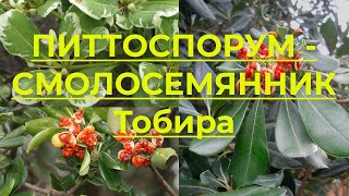 Питтоспорум Смолосемянник Тобира. Описание и особенности Смолосемянника