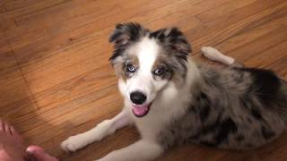 Australian Shepherd Puppy Training Toy Names Test at 4 Months Old by Uniq Perspektive 3,011 views 4 years ago 1 minute, 28 seconds