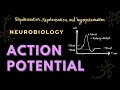 Action Potential | Depolarization, Repolarization, Hyperpolarization | Neurobiology
