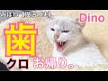 みぱねサブチャン［猫活の実 ］（歯）ディノ抜歯決定・クロ退院したょ・猫活クイズ・スネオとたわむれる。