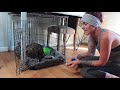 Potty Training a Puppy: Step 1-Den Training Potty Training a Puppy: Step 1-Den Training