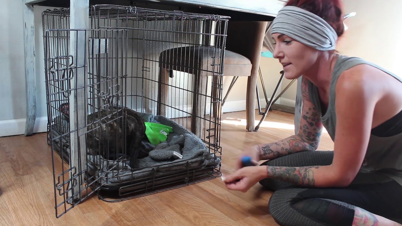 how to get a dog to stop whining in the cage