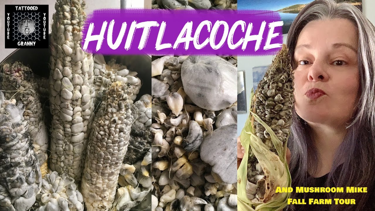 🔥Гриб | Уитлакоче | Кукурузные головневые грибы🔥