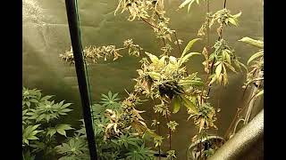 Weekly flower tent update