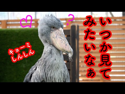 新しいペンギンプール見に行ったよ→飼育員さんの声は絶対聞き逃さないハシビロコウふたばちゃん!【ハシビロコウふたば2024冬】2024 Futaba,the Shoebill   掛川花鳥園