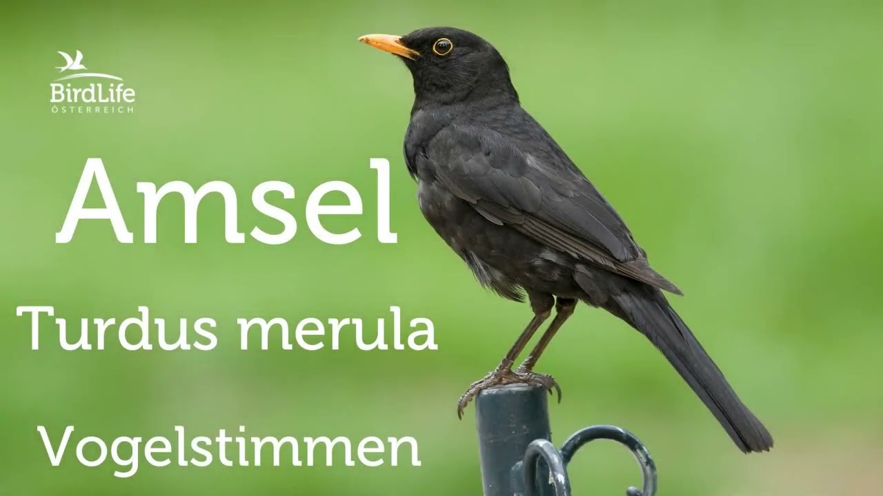 Vogelstimmen: So singt der Kernbeißer