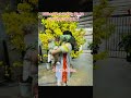 #chúc mừng năm mới#sam #mèocon #cat