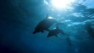 The Ocean / Cinematic Movie