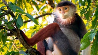 Unveiling the Vibrant World of the Red-Shanked Douc Monkey: A Reflection of Nature's Artistry' by Pets Expo 121 views 4 months ago 2 minutes, 26 seconds