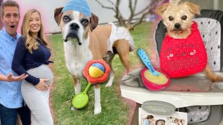 We’re Pregnant!    Treating Our Dogs Like Babies for 24 hours At Home