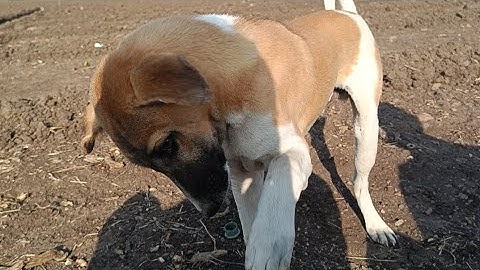  😂😂😂😂my first vlog gujaratimy first vlog 3rd lahar