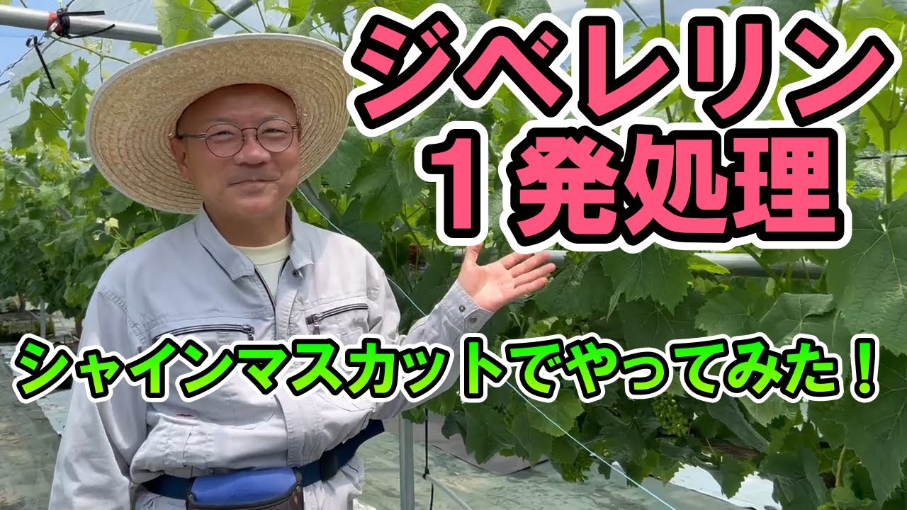 シャインマスカットの育て方【ジベレリン一発処理】と【根域制限】の組合せではどうなるか？