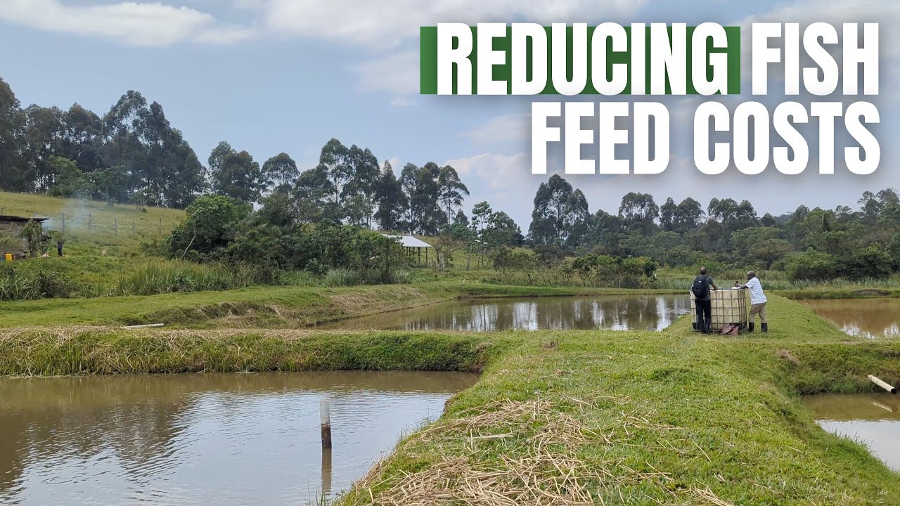How to reduce fish feed costs. - YouTube