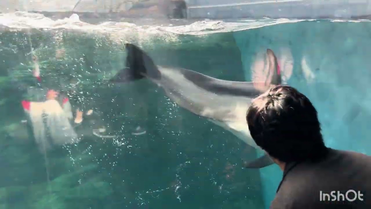 Acuario 🐠de Osaka - 🇯🇵